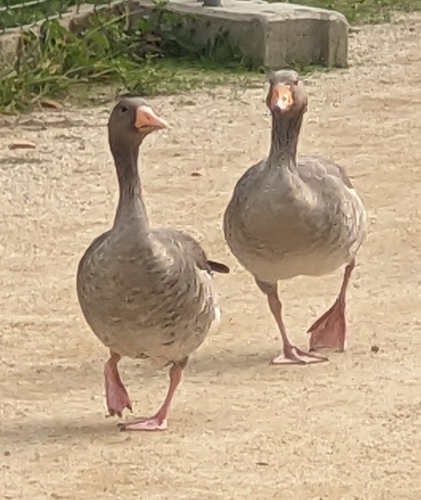 Oca selvatica - ML645021191