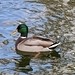 Mallard - ML645021202