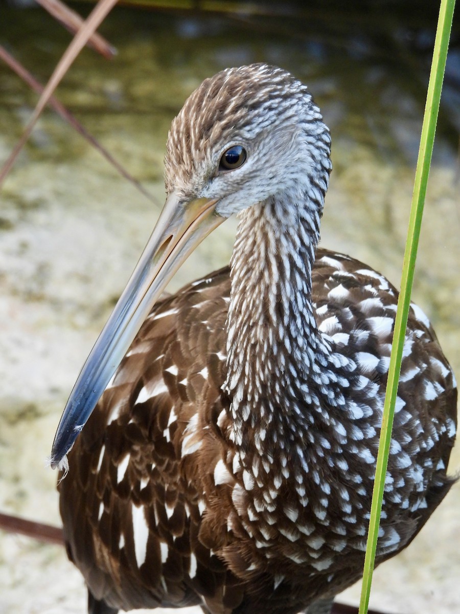 Limpkin - ML645021208