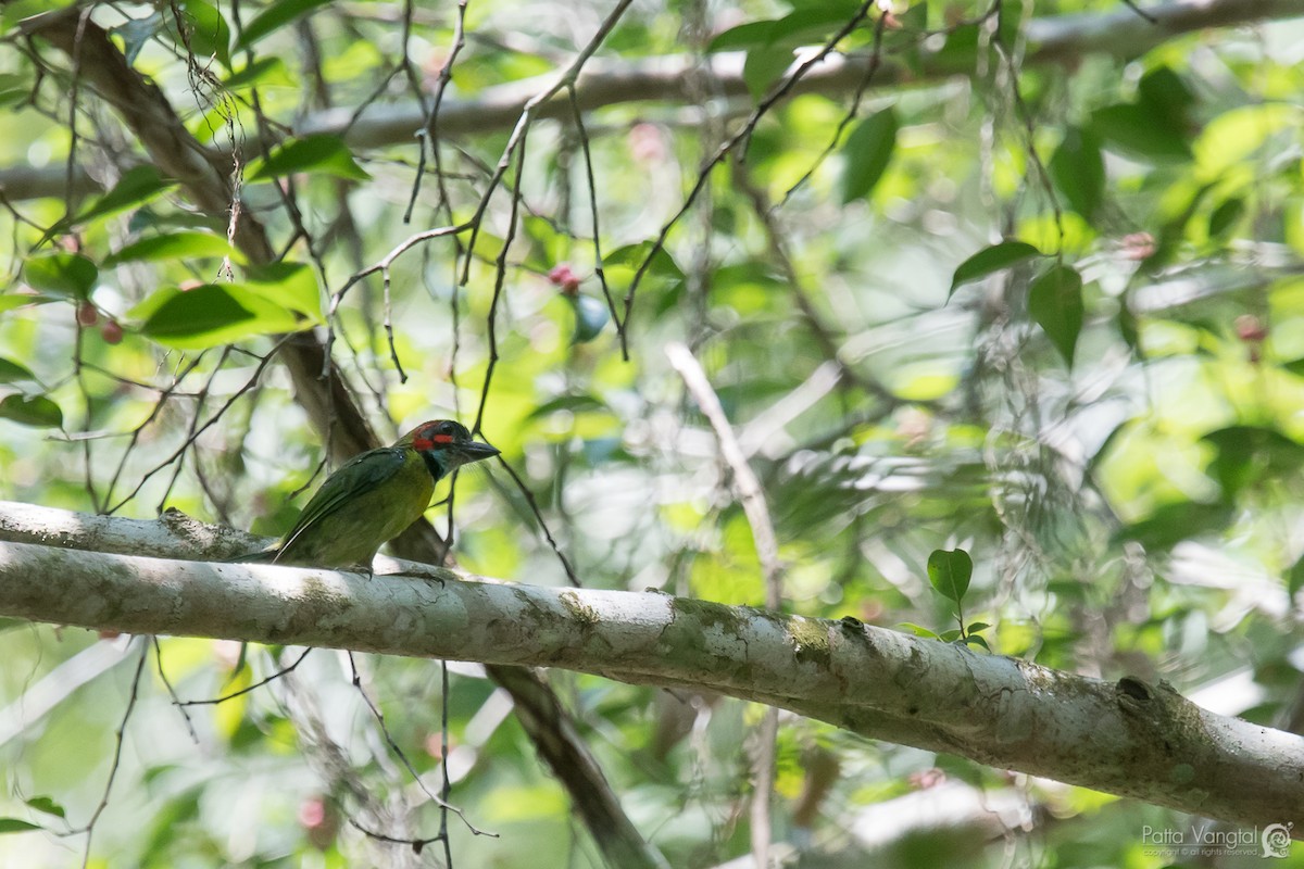 Blue-eared/Black-eared Barbet - ML64502121