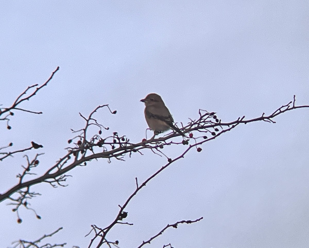 Northern Shrike - ML645021213