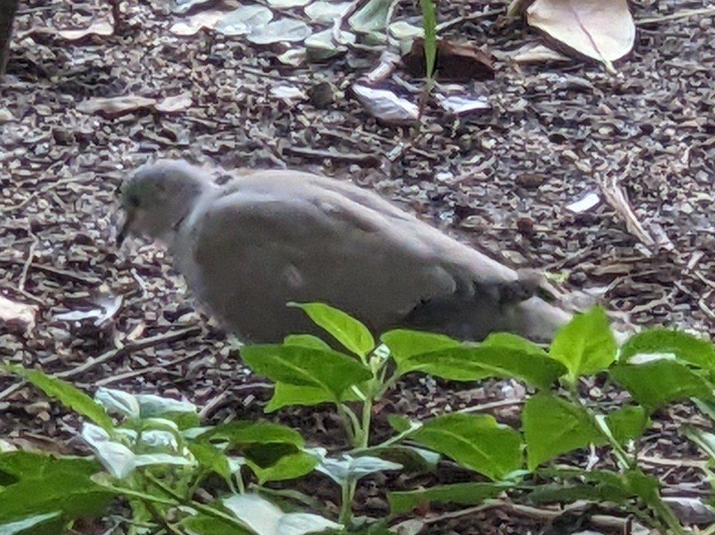 Eurasian Collared-Dove - ML645021216
