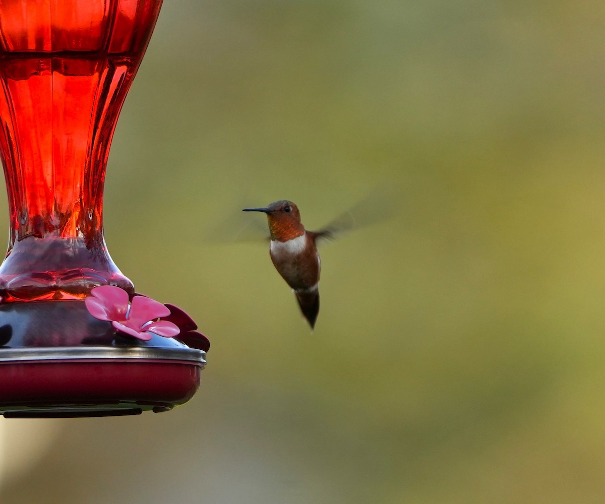 Rufous Hummingbird - ML645021217