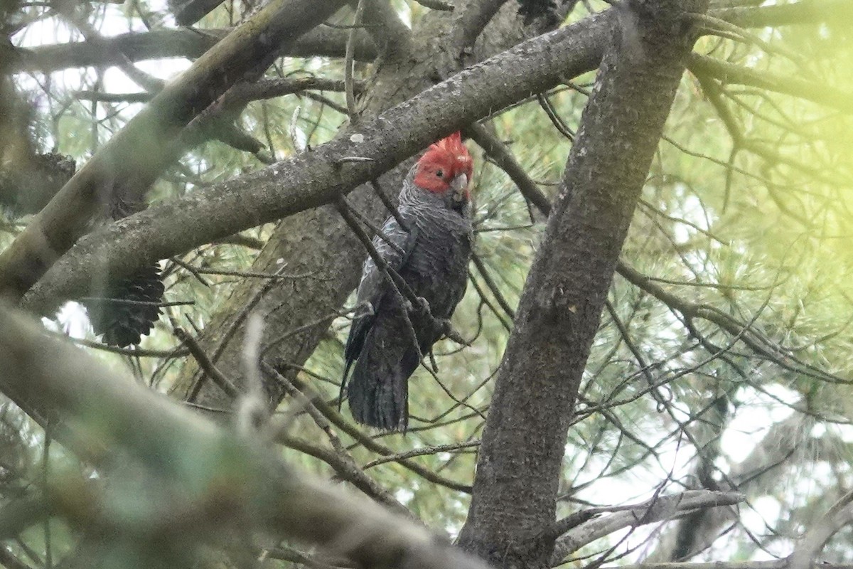 Gang-gang Cockatoo - ML645021219
