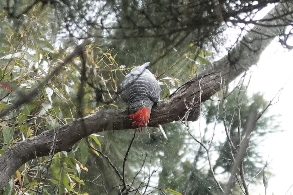 Gang-gang Cockatoo - ML645021220