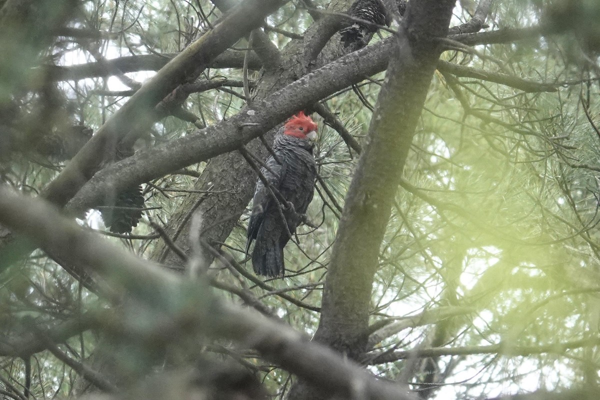 Gang-gang Cockatoo - ML645021221