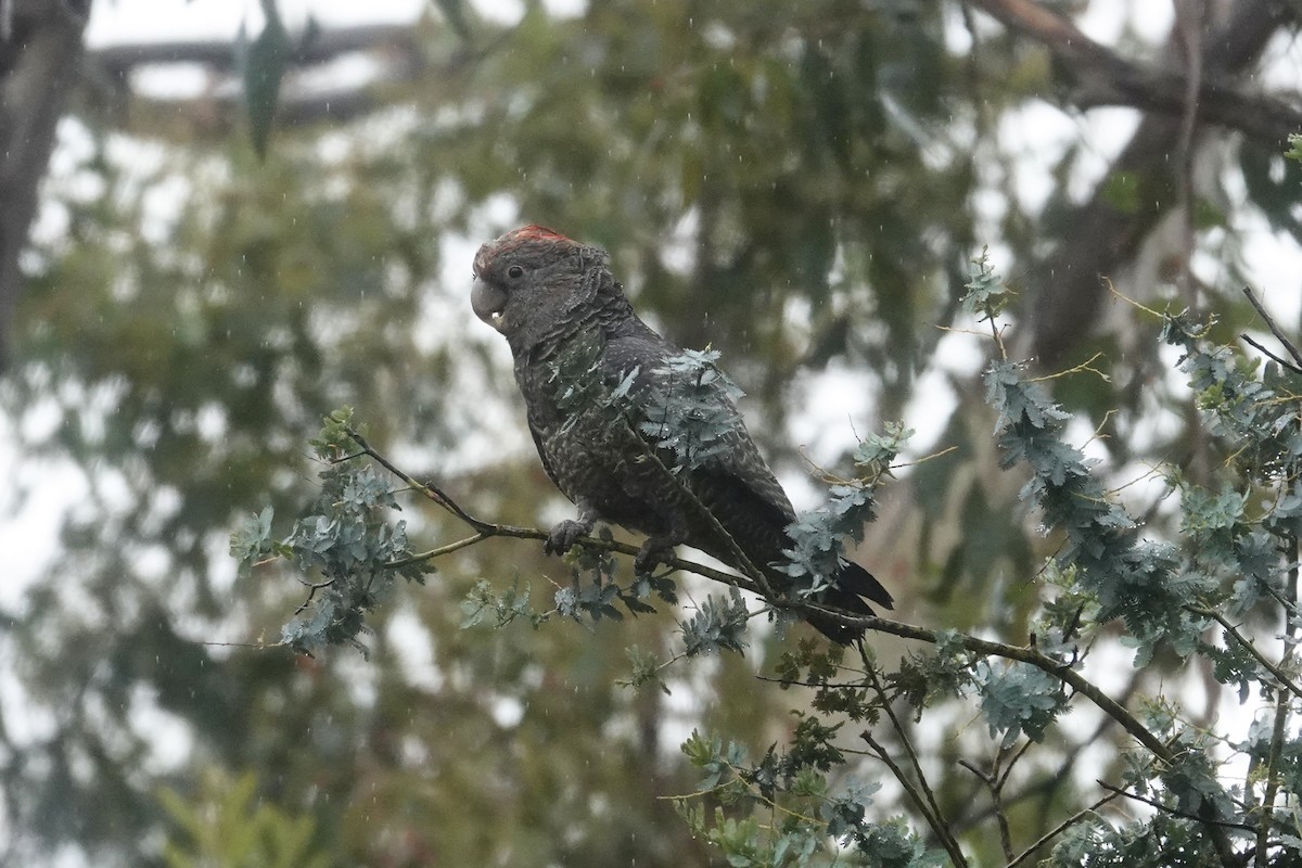Gang-gang Cockatoo - ML645021222
