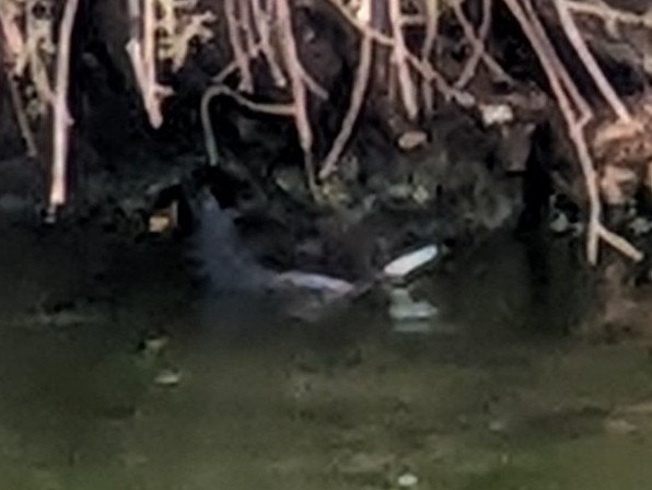 Eurasian Moorhen - ML645021226