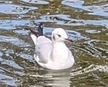 Black-headed Gull - ML645021239