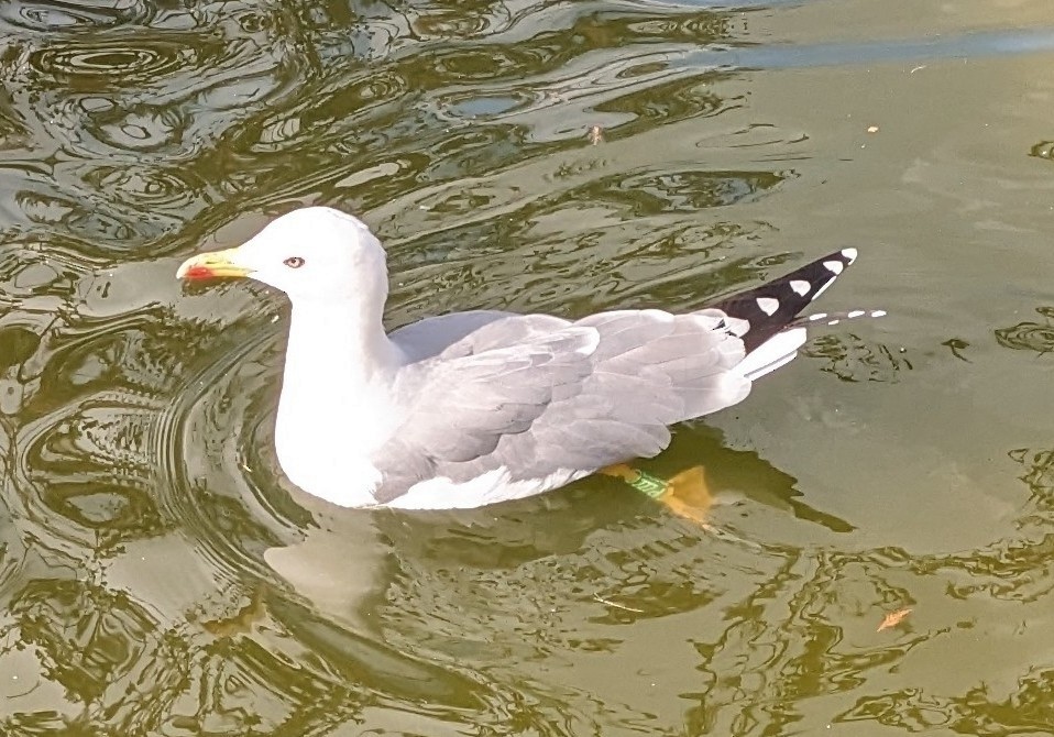 Yellow-legged Gull - ML645021253
