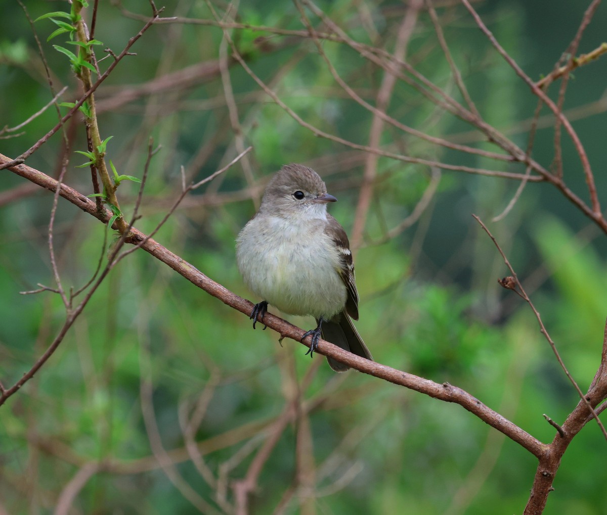 Yellow-bellied Elaenia - ML645021258