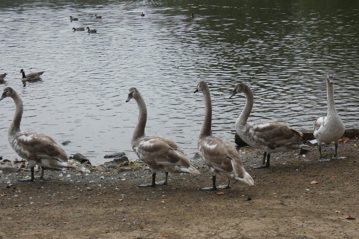 labuť velká - ML645021261