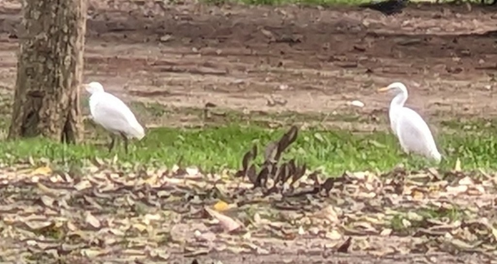 Western Cattle-Egret - ML645021276