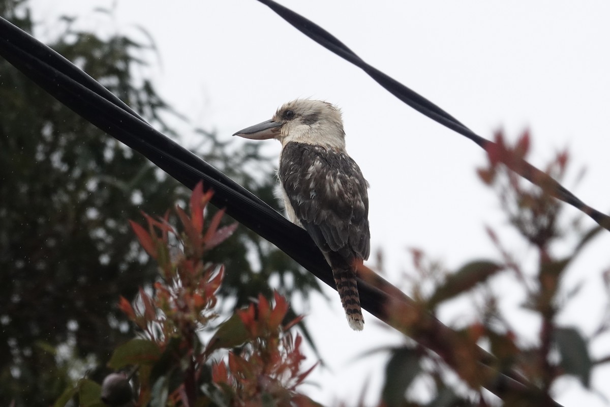 Laughing Kookaburra - ML645021283