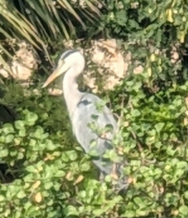Gray Heron - ML645021284
