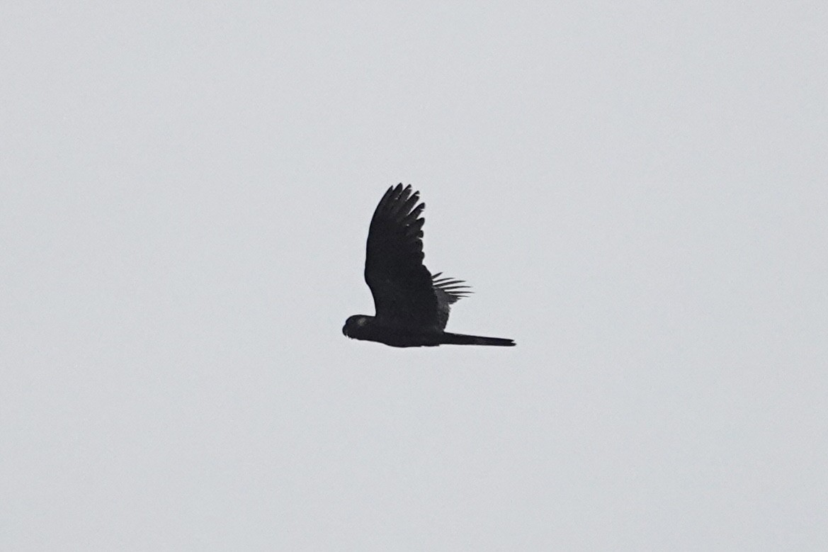 Yellow-tailed Black-Cockatoo - ML645021291