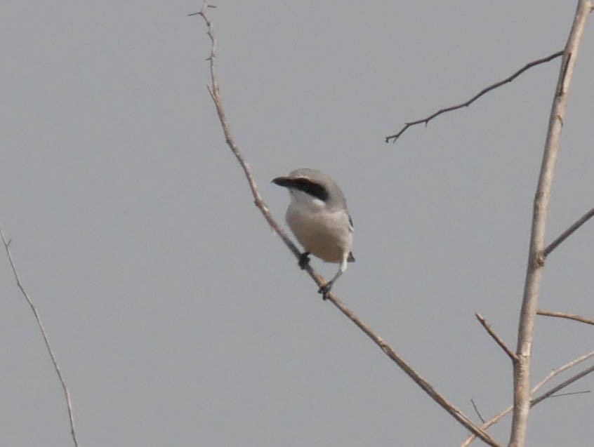 アメリカオオモズ - ML645021294