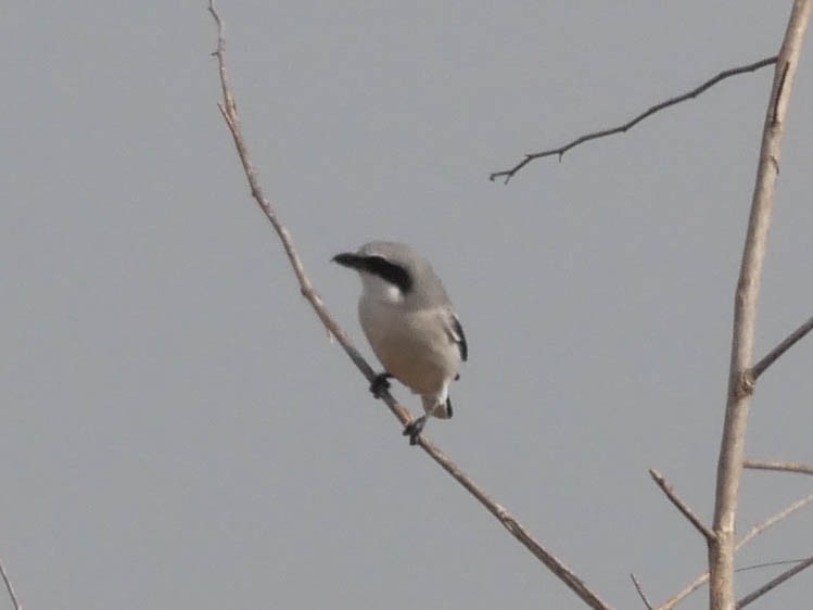 アメリカオオモズ - ML645021295