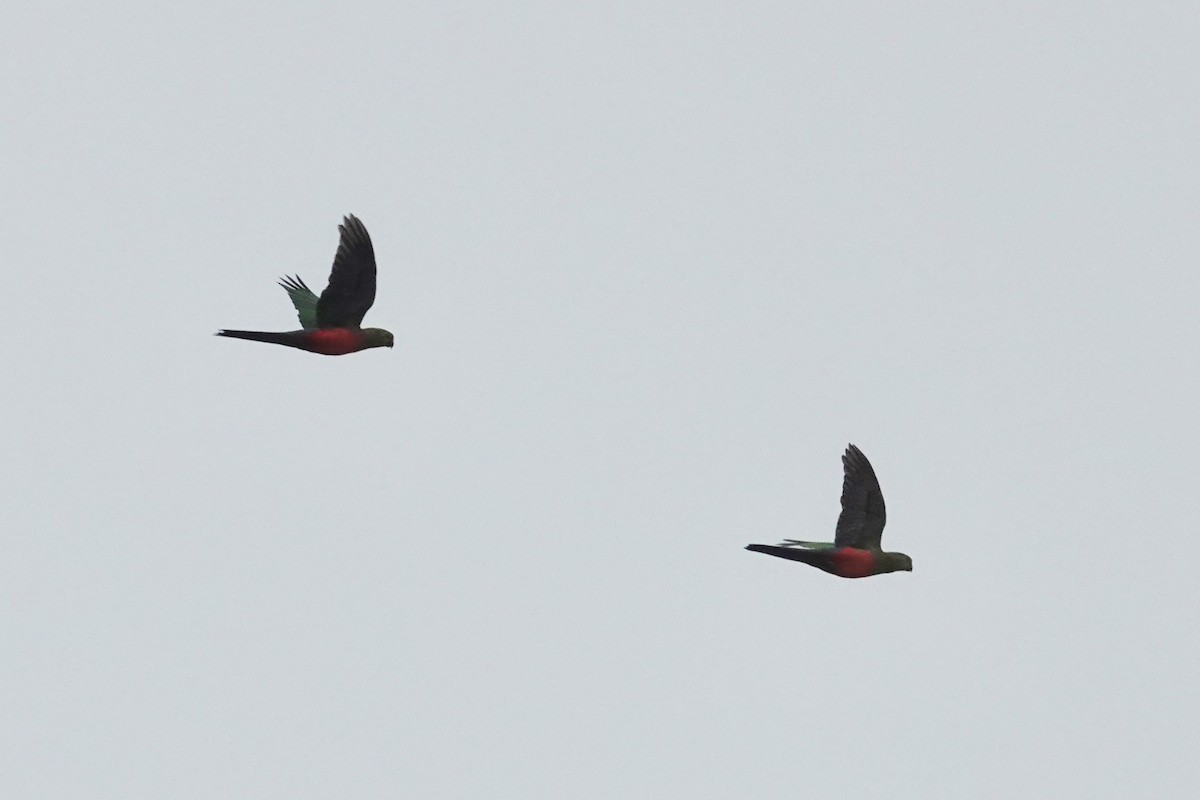 Australian King-Parrot - ML645021301
