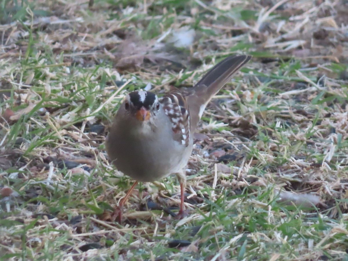 White-crowned Sparrow - ML645021303