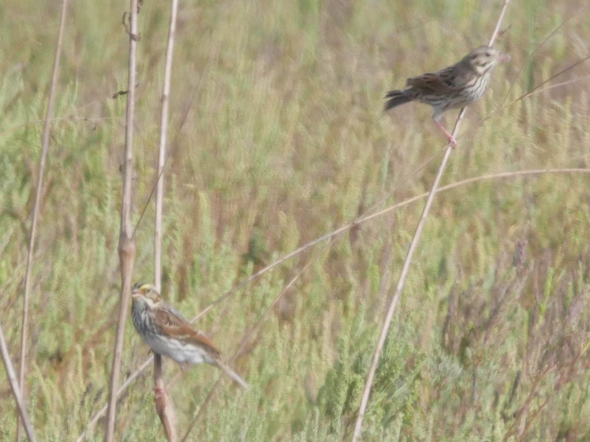 サバンナシトド - ML645021306