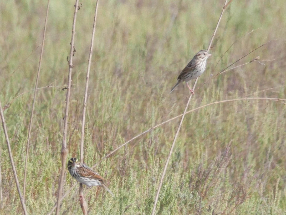 サバンナシトド - ML645021307