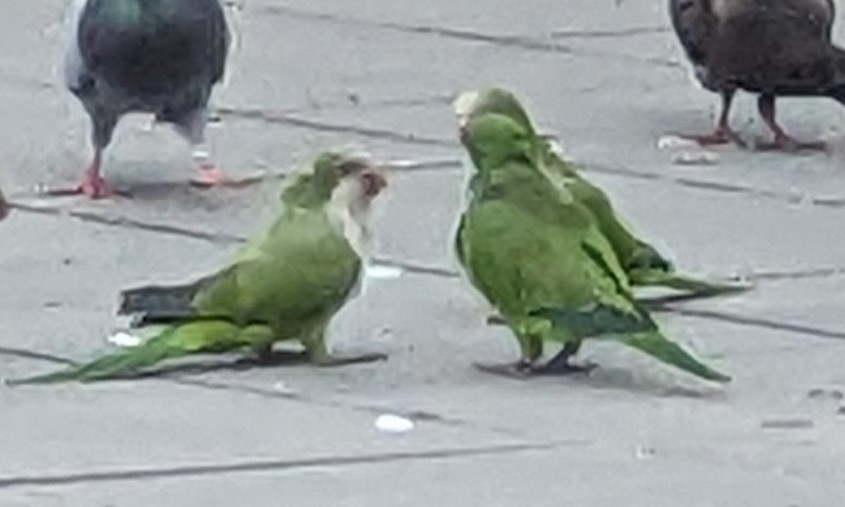 Monk Parakeet - ML645021308