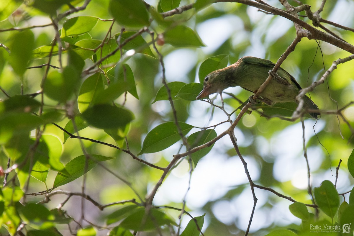 Blauohr-/Schwarzohr-Bartvogel - ML64502131