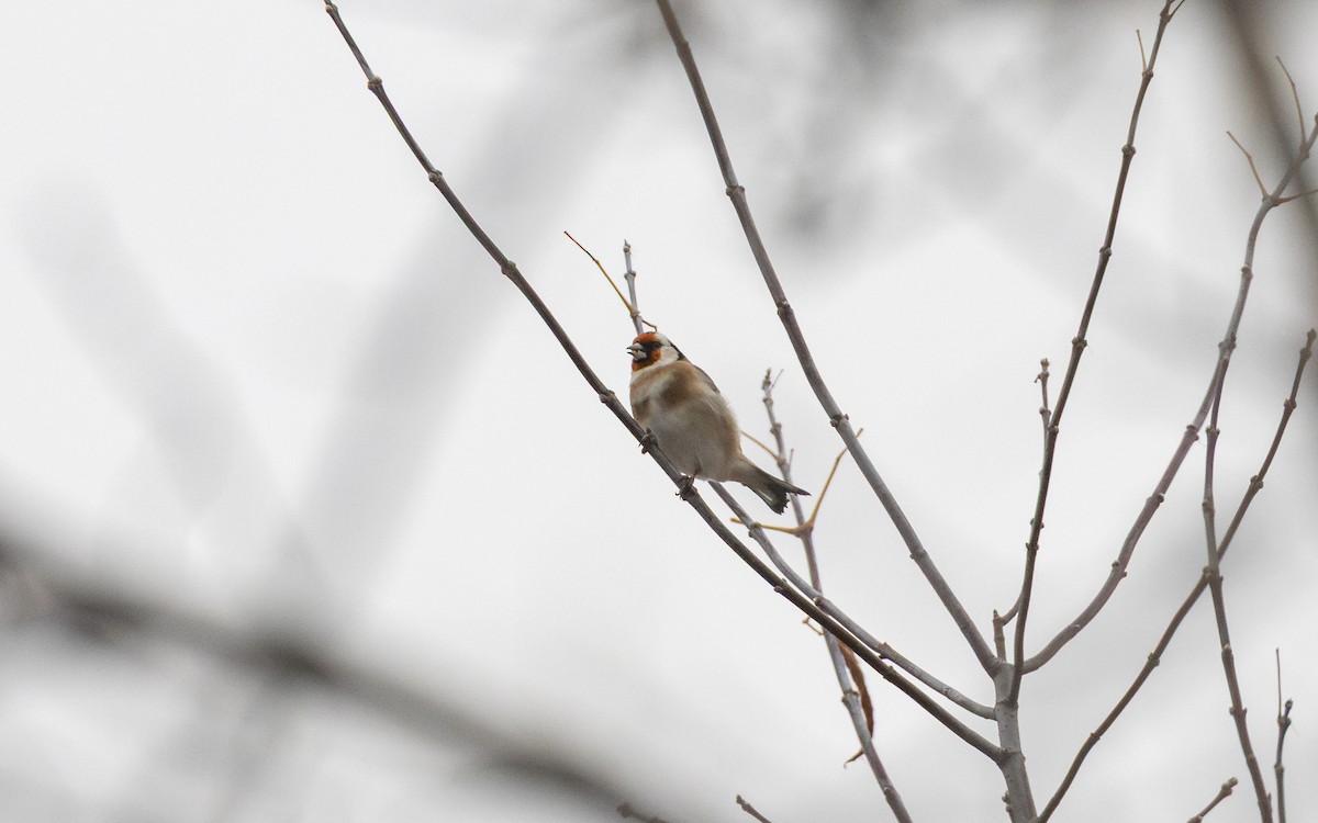 European Goldfinch - ML645021319