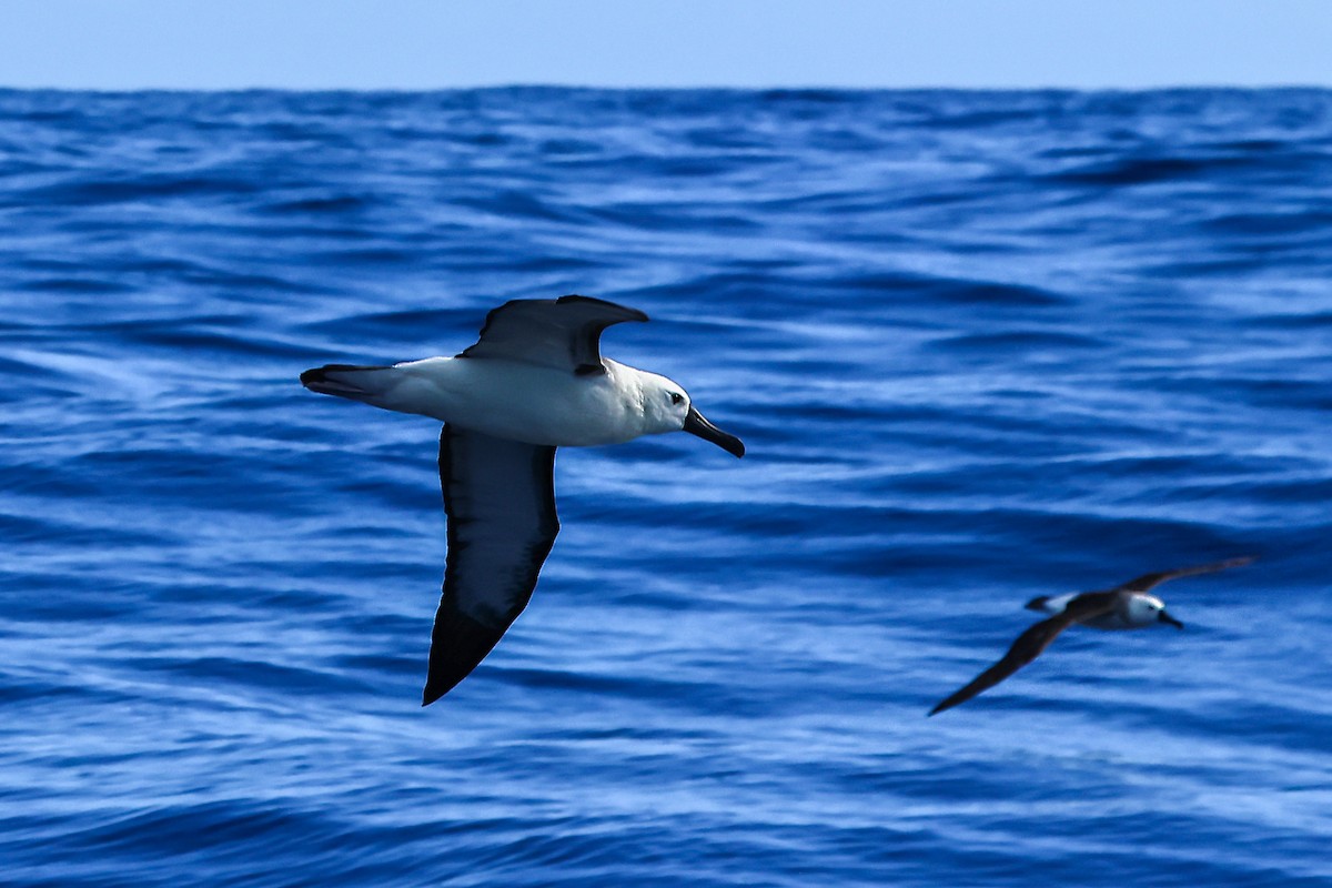 Atlantic Yellow-nosed Albatross - ML645021320