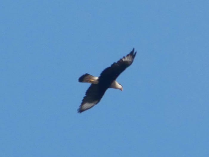 Crested Caracara (Northern) - ML645021321