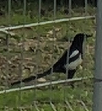Eurasian Magpie - ML645021330