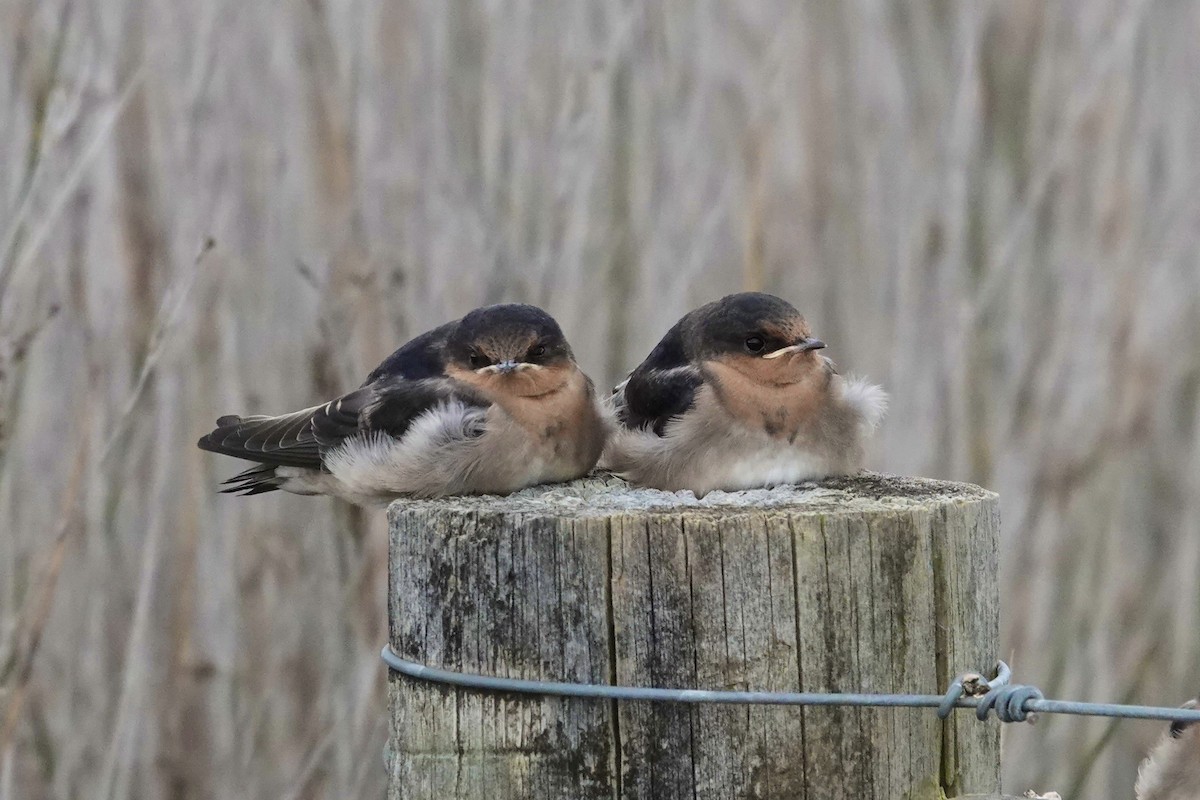 Welcome Swallow - ML645021331