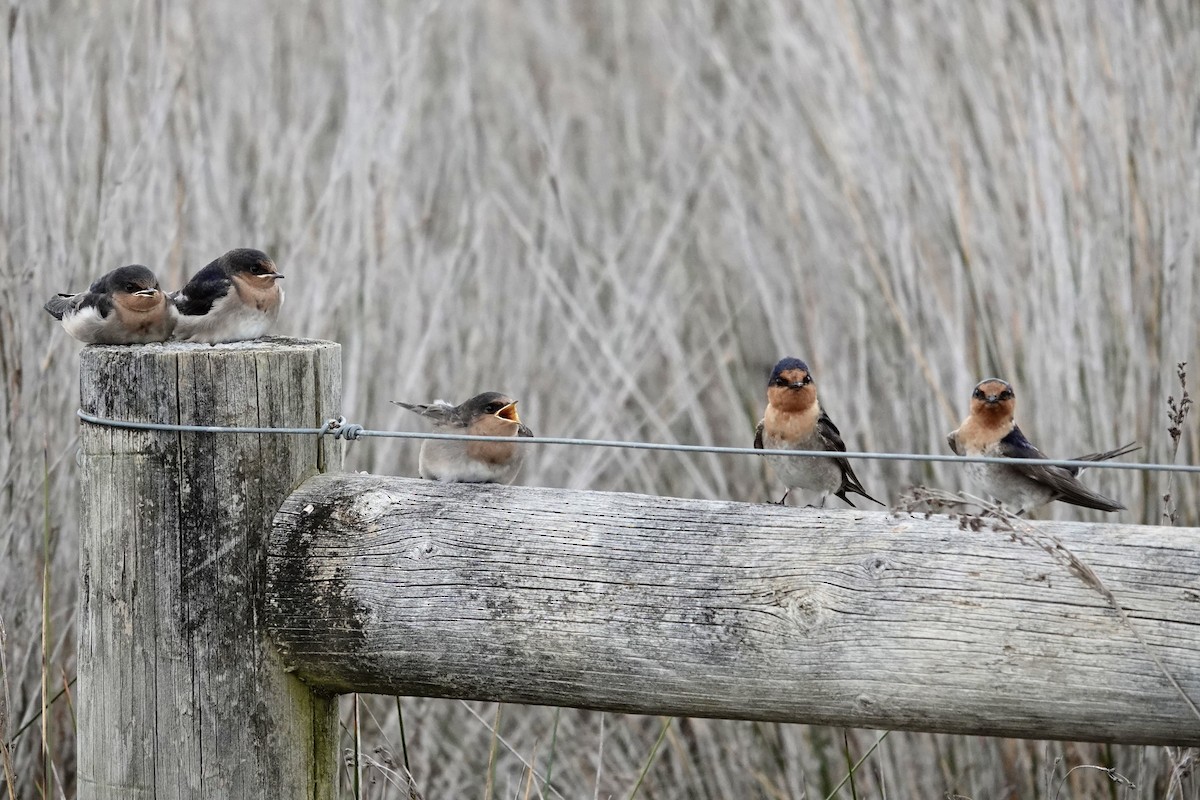 Welcome Swallow - ML645021332