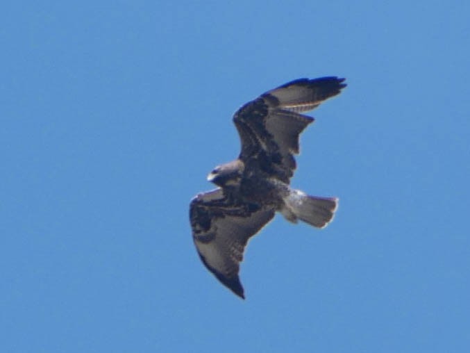 オジロノスリ - ML645021341