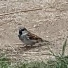 House Sparrow - ML645021346