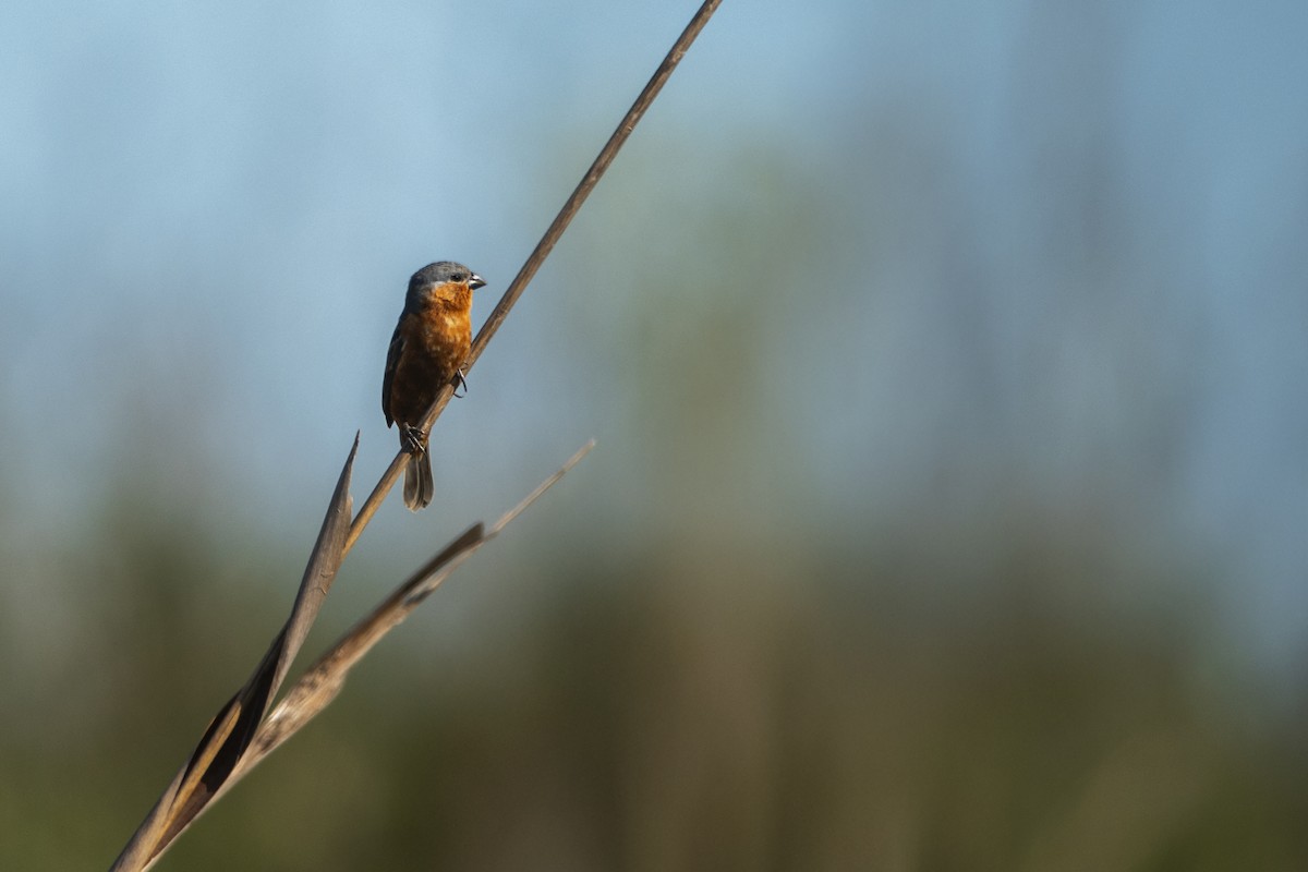 Rufous-rumped Seedeater - ML645021380
