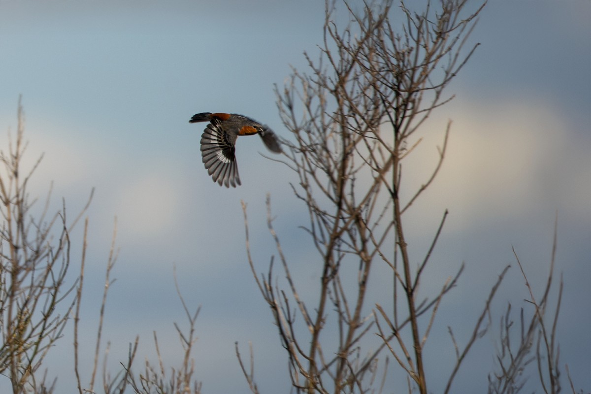 Rufous-rumped Seedeater - ML645021381