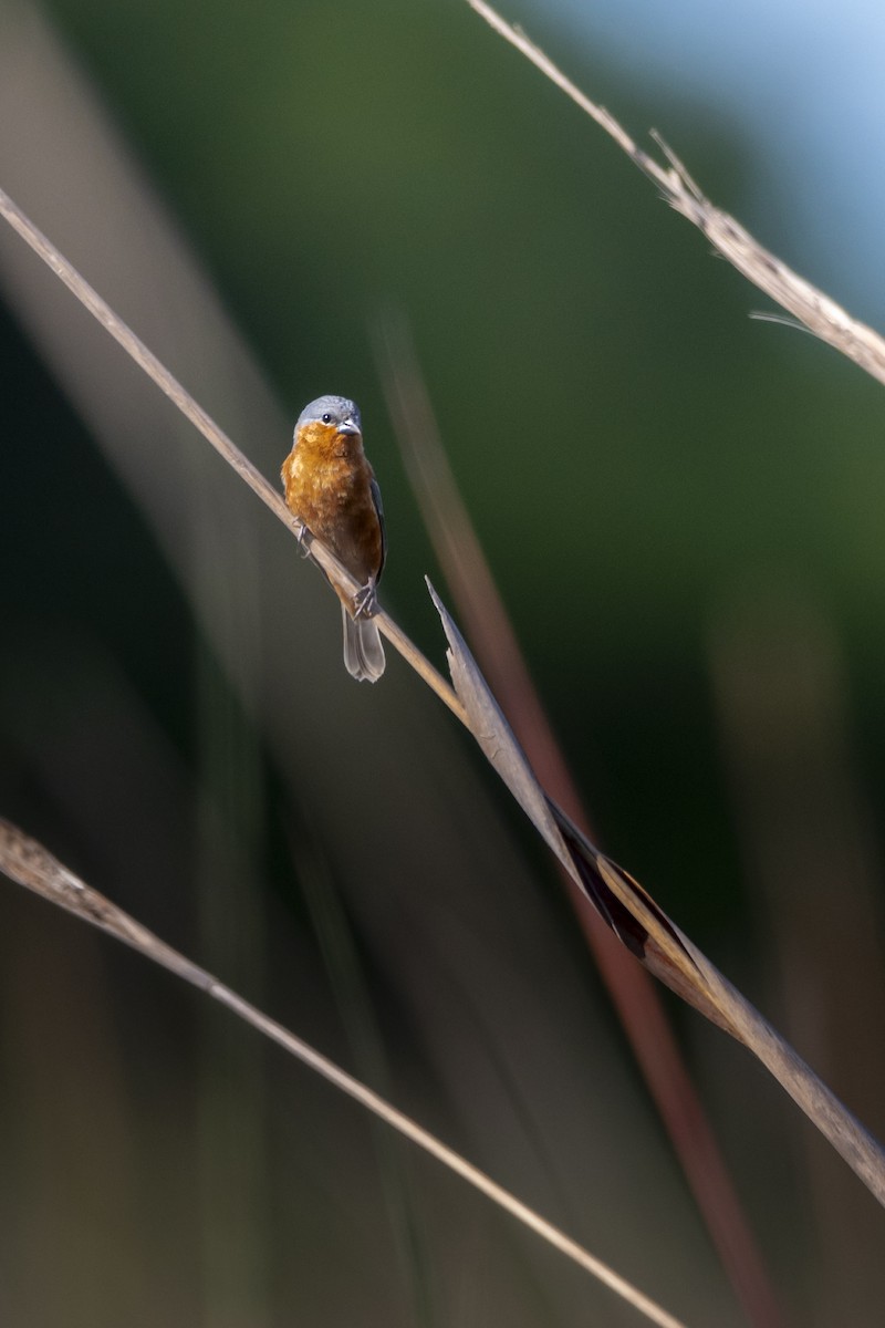 Rufous-rumped Seedeater - ML645021382