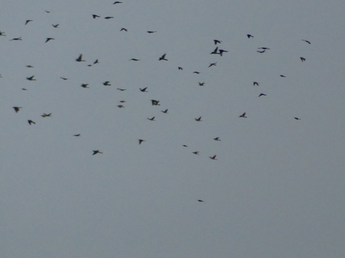 ictéridé sp. - ML645021384