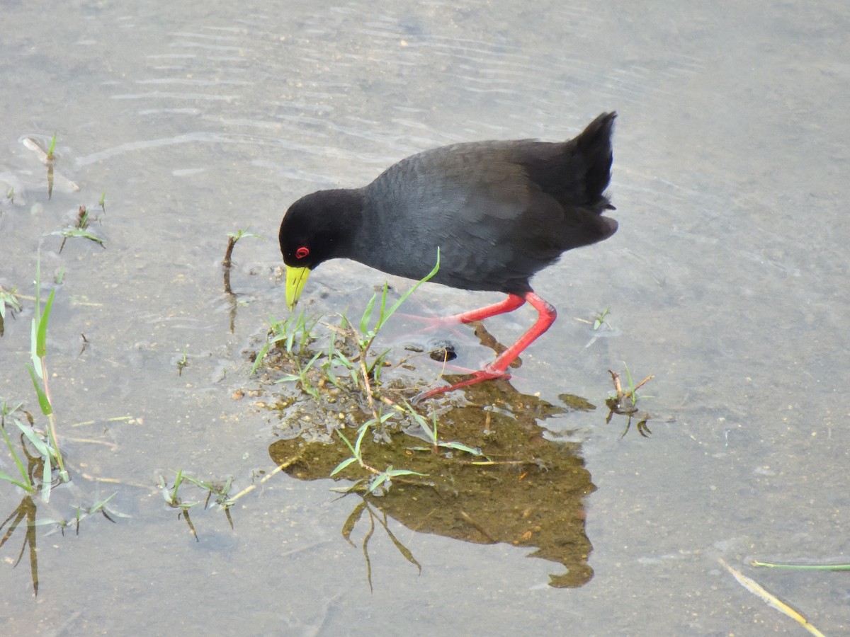 Black Crake - ML645021426