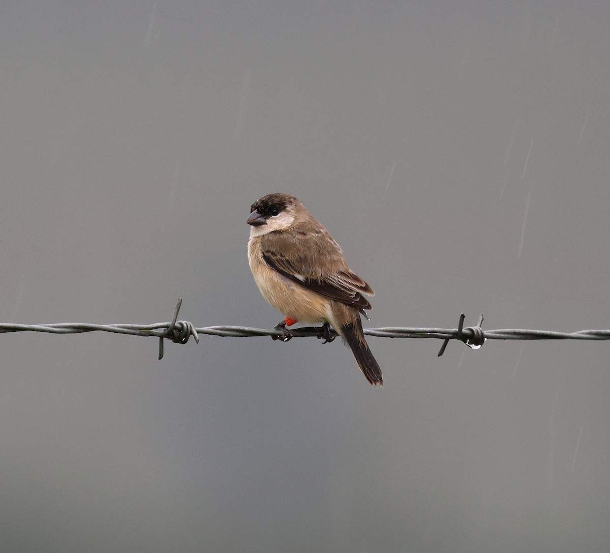 Pearly-bellied Seedeater - ML645021441