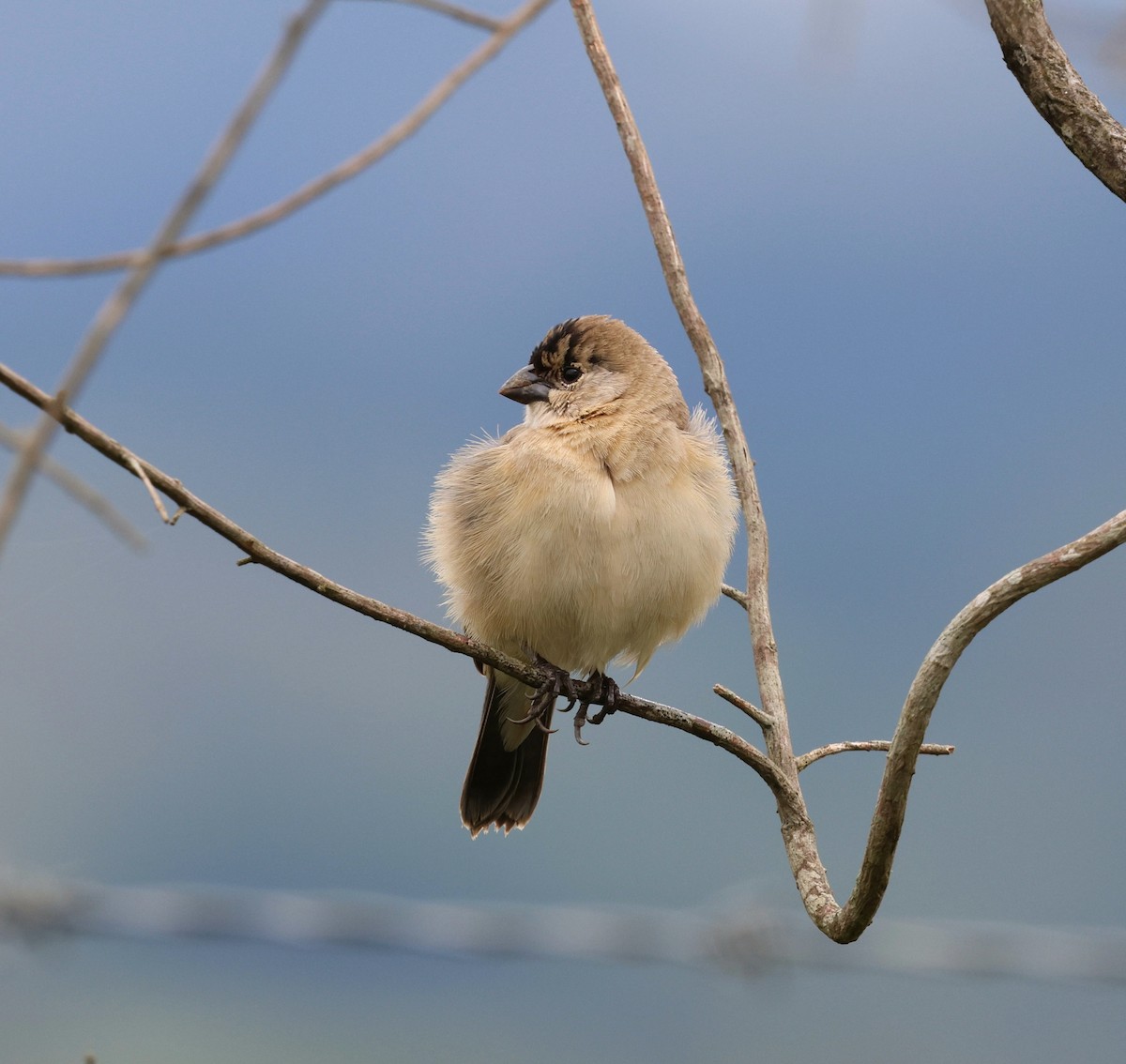 Pearly-bellied Seedeater - ML645021442