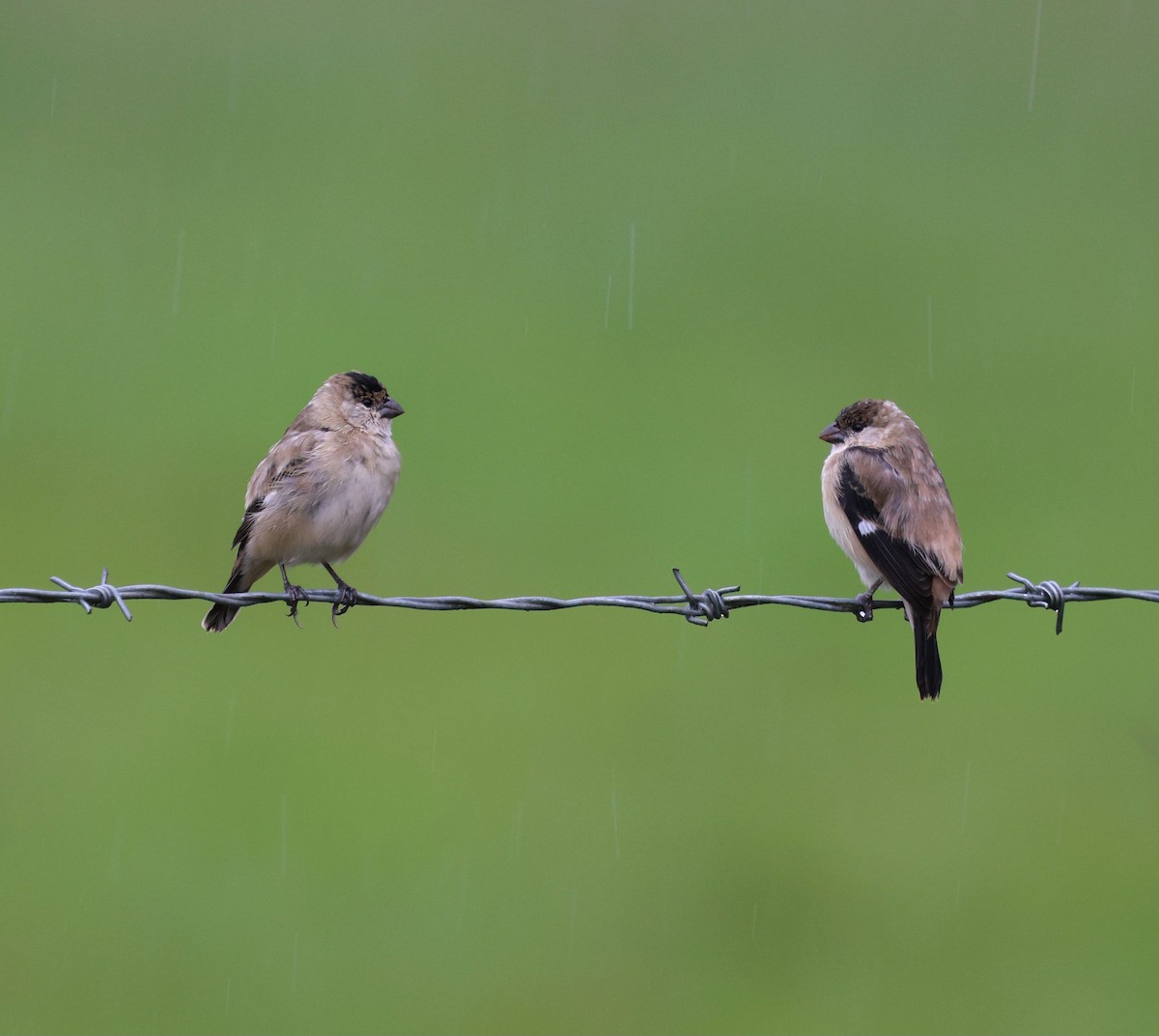 Pearly-bellied Seedeater - ML645021443