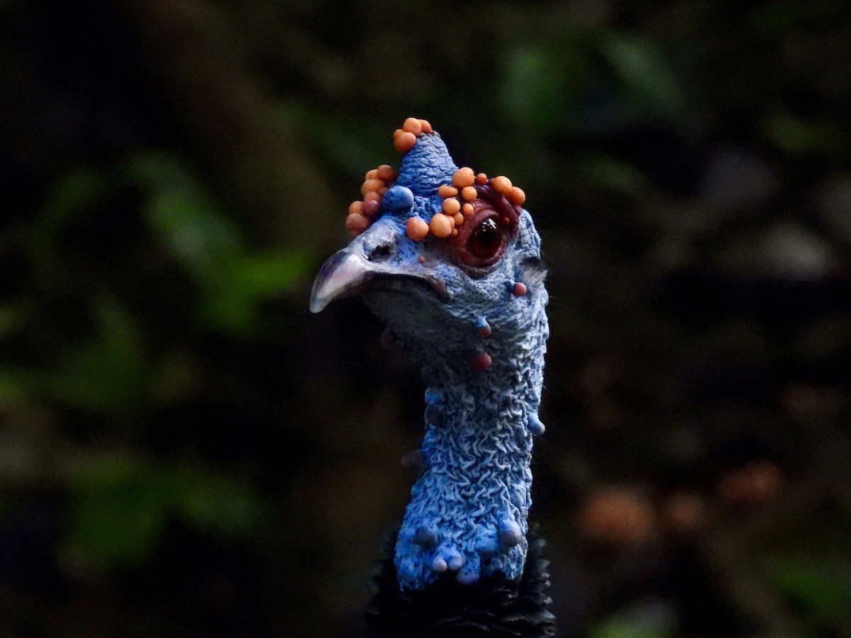 Ocellated Turkey - ML645021451