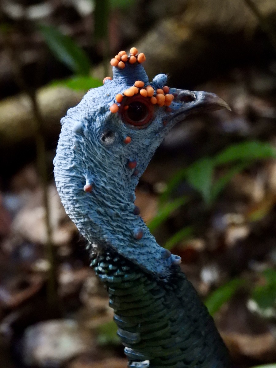 Ocellated Turkey - ML645021452