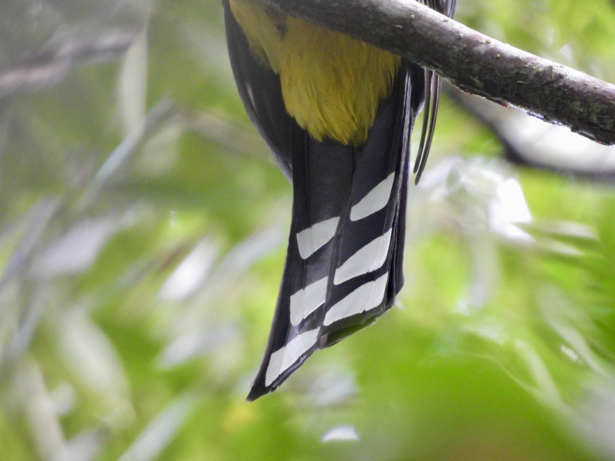 Black-headed Trogon - ML645021465