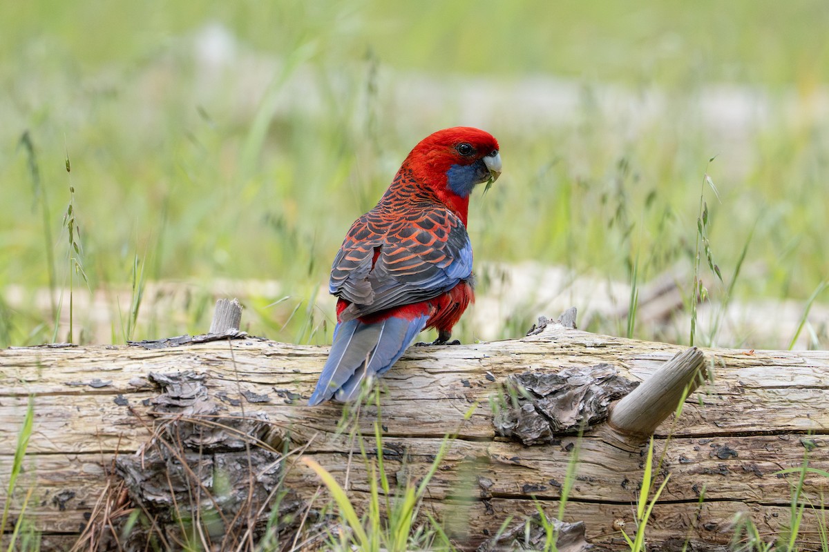 rosela Pennantova - ML645021475