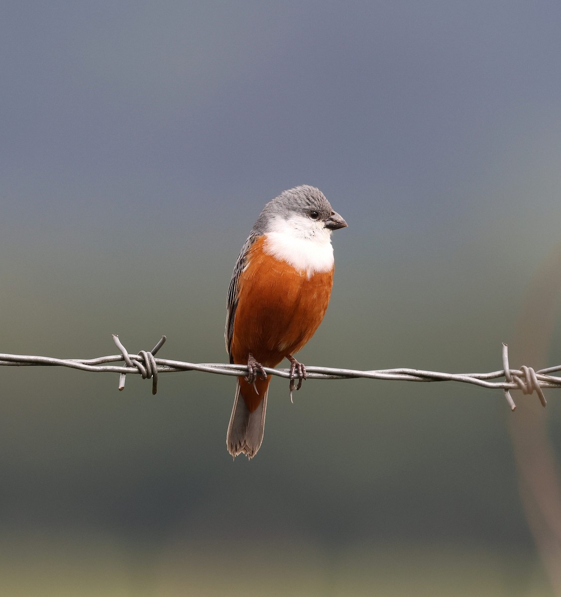 Marsh Seedeater - ML645021476
