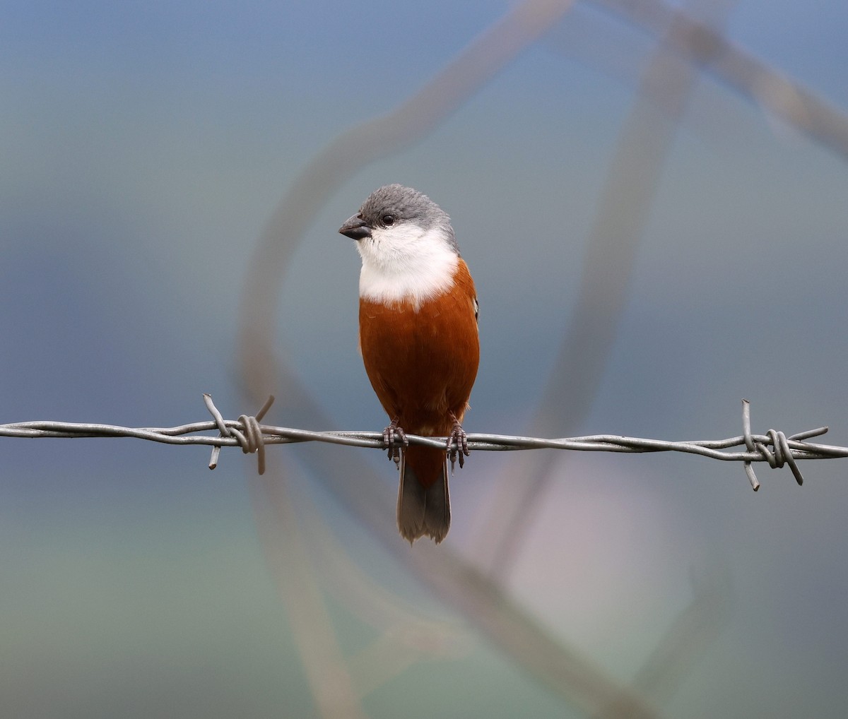 Marsh Seedeater - ML645021477